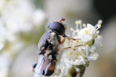 Syritta pipiens, Denaby Ings.