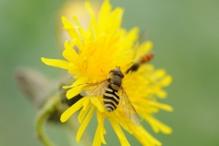 Syrphus ribesii, Denaby Ings.