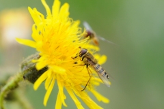 Syrphus ribesii, Denaby Ings.