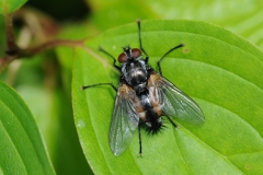 Tachina fera, Denaby Ings.