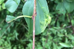 Trichochermes walkeri on Buckthorn, Denaby Ings.