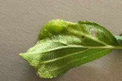 Trichochermes walkeri on Buckthorn, Denaby Ings.