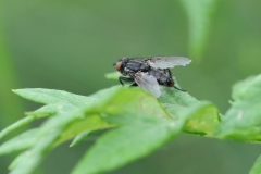 Winthemia quadripustulata, Denaby Ings.