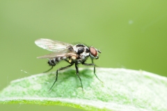 Anthomyia procellaris, Denaby Ings