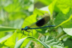 Banded Damoiselle - Calopteryx splendens (male), Denaby Ings.