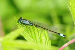 Blue-tailed Damselfly - Ischnura elegans, Denaby Ings.