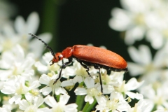 Cardinal Beetle - Pyrochroa serraticornis, Denaby Ings.