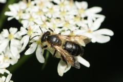 Unknown Bee, Denaby Ings.