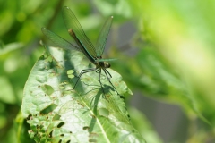 Banded Damoiselle - Calopteryx splendens (female), Denaby Ings.