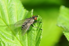 Flesh Fly - Sarcophaga carnaria, Denaby Ings.