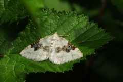 Silver-ground Carpet - Xanthorhoe montanata, Denaby Ings