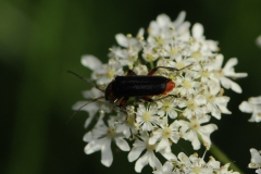 Soldier Beetle - Cantharis rustica, Denaby Ings