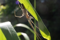 Tetragnatha extensa, Denaby Ings.