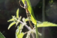 Tetragnatha extensa, Denaby Ings.