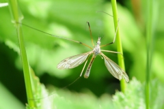 Tipula vernalis, Denaby Ings.