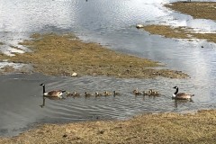 Canada Geese from the Family Hide