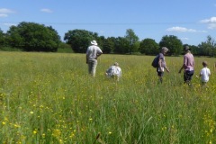 Looking for Forester Moths, Pinetree Farm.