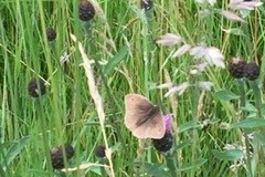 Meadow Brown, Pinetrees Farm, Sykehouse