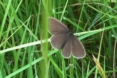 Ringlet, Pinetrees Farm, Sykehouse