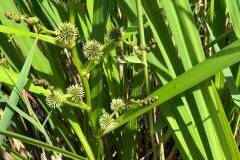 Branched Burr Reed, Potteric Carr