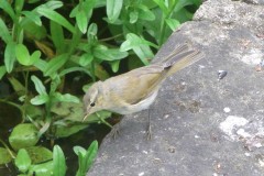 Unknown Warbler, Finningley