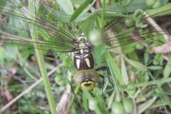 Southern Hawker - Aeshna cyanea (female), Finningley.