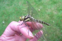 Southern Hawker - Aeshna cyanea (female), Finningley.