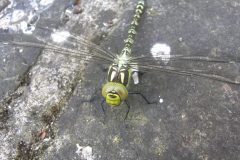 Southern Hawker - Aeshna cyanea (female), Finningley.