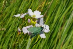 Forester Moth - Adscita statices