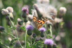 Painted Lady, Misson.