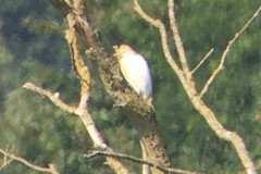 Cattle egret, Misson