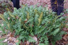 Intermediate polypody, Austerfield Mosaic Reserve.