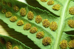 Pinnules, Austerfield Mosaic Reserve.