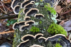 Trametes versicolor - Turkeytail, Austerfield Mosaic Reserve.