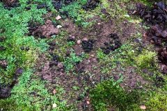 Nitrogen rich habitat, Austerfield Mosaic Reserve.