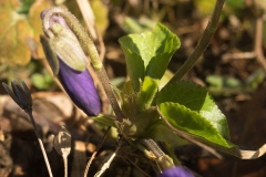 Sweet Violet - Viola odorata, Lindrick Dale.