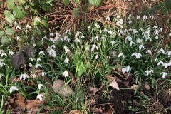 Snowdrops in the Wood, Denaby Ings.