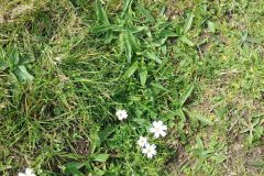 Field Mouse ear (Cerastium arvense) Manor Farm.