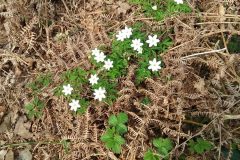 Wood Anemone (Anemone nemorosa) Hatchell Wood