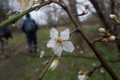 Prunus cerasifera - Cherry-plum, Idle Valley NR.