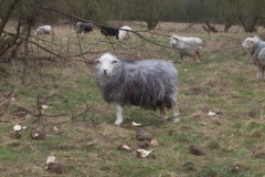 Sheep, Idle Valley NR.