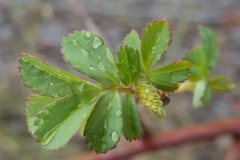 Cornus sp. ?, Idle Valley NR.