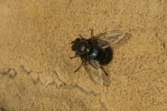 Calliphora vomitora - Blue Bottle, Lindrick Golf Course