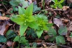 Mercurialis perennis - Dog's Mercury, Lindrick Golf Course.