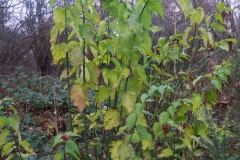 Leycesteria formosa - Lindrick Golf Course.