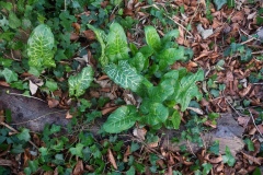 Arum italicum - Rare Lords-and-Ladies, North Anston