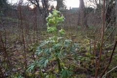 Helleborus foetidus - Stinking Hellebore, Barrow Hills