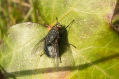 Calliphora vomitora - Blue Bottle, Quarry, Lindrick Golf Course.