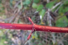 Cornus sp., NAPT.