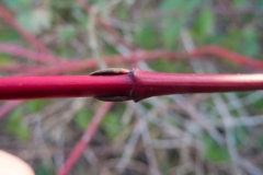 Cornus sp., NAPT.